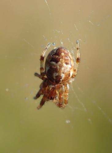 Larinioides cornutus